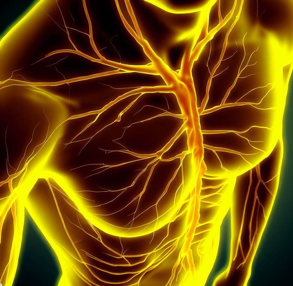 Nerves of the body- health and physio