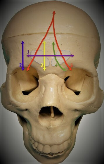 frontal bone