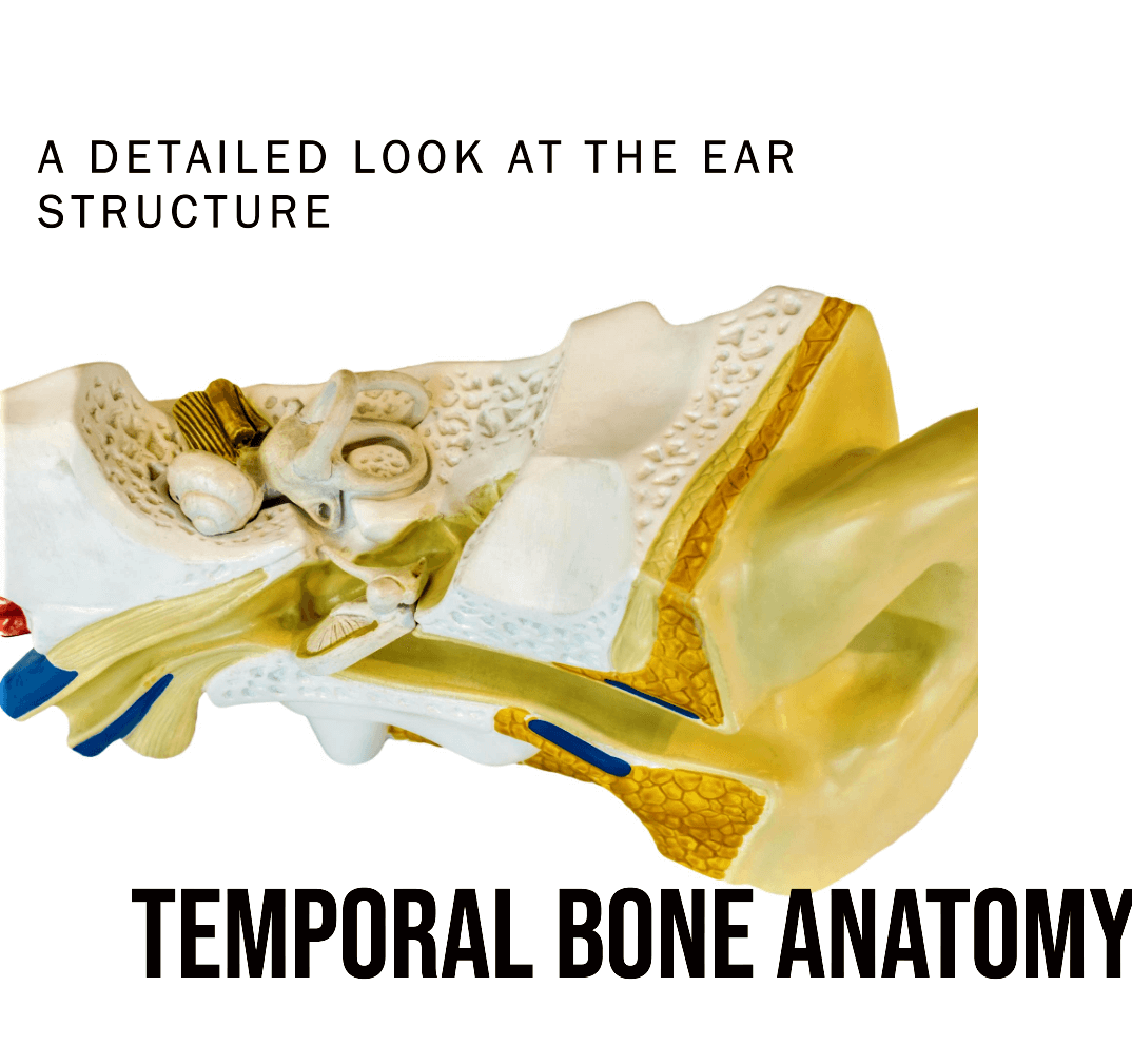 Temporal bones-health and physio