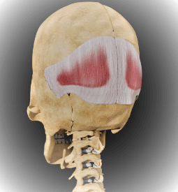 occipitalis muscle anatomy healthandphysio