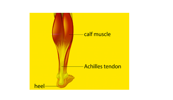 Achilles Tendon: Anatomy, Tendonitis, Causes, Treatment