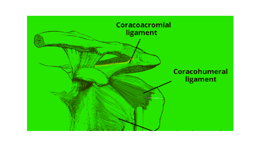 Coracohumeral Ligament: Anatomy, Function, Location