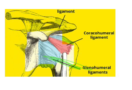 The Glenohumeral Ligaments are a group of ligaments located within the shoulder joint. They play a vital role in stabilizing the articulation between the head of the humerus (the upper arm bone) and the glenoid fossa of the scapula (the shoulder blade). These ligaments are integral to the complex mechanism that allows the shoulder joint to function as a highly mobile ball-and-socket joint.