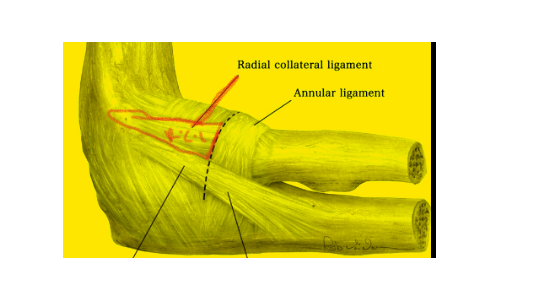  Radial Collateral Ligament (RCL): Anatomy, Function
