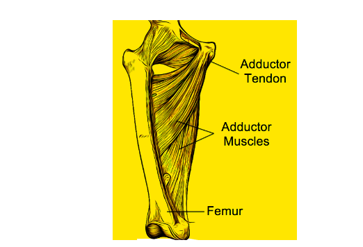 The adductor tendons are a group of tendons that attach the adductor muscles to the pubic bone in the pelvis. The adductor muscles are located on the inner thigh and are responsible for drawing the legs together. The adductor tendons are important for a variety of activities, including walking, running, and jumping.