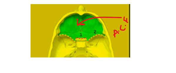 anterior cranial fossa, anatomy, boundaries, structures, importance