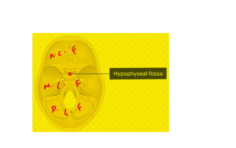 hypophyseal fossa, anatomy, boundaries, structures