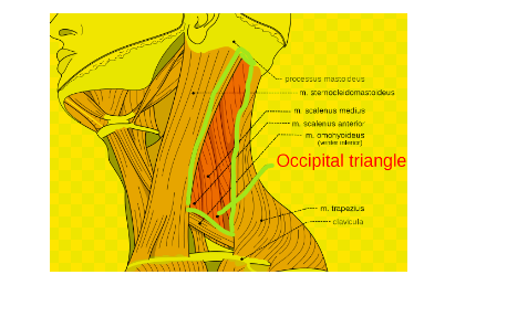 Occipital triangle, also known as the omoclavicular triangle,is a discrete anatomical region situated at the base of the neck, at the intersection of the posterior cervical region and upper thorax.