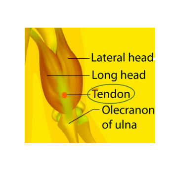 triceps tendon, anatomy, location, functions