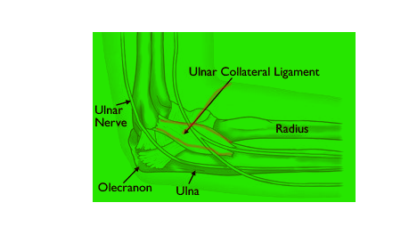 Ulnar Collateral Ligament, often abbreviated as UCL, is a critical ligament situated on the inner or medial side of the elbow joint.