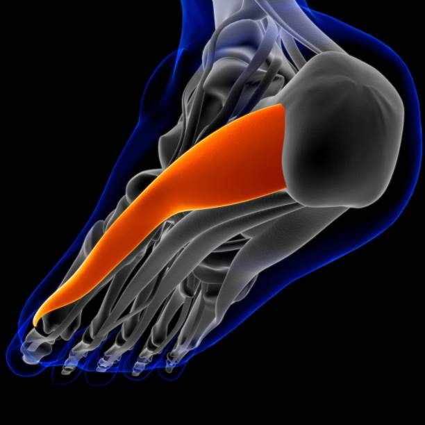 The abductor hallucis muscle is an intrinsic muscle of the foot that plays a crucial role in stabilizing the medial longitudinal arch of the foot. This unsung hero plays a vital role in both abducting (pulling away) and flexing (bending) your big toe.